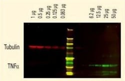 Goat anti-Rat IgG (H+L) Secondary Antibody (Pre-adsorbed), Novus Biologicals&trade;