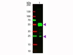 Goat anti-Rat IgG (H+L) Secondary Antibody (Pre-adsorbed), Novus Biologicals 1 mg | Buy Online | Novus Biologicals | Fisher Scientific