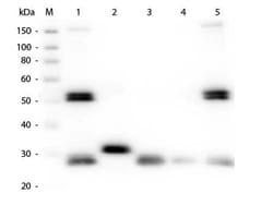 Goat anti-Rat IgG (H+L) Secondary Antibody, Texas Red (Pre-adsorbed), Novus
