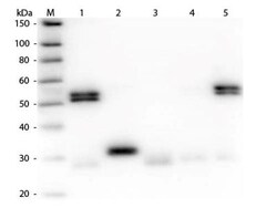 Goat anti-Rat IgG (H+L) Secondary Antibody, Texas Red (Pre-adsorbed), Novus Biologicals&trade;