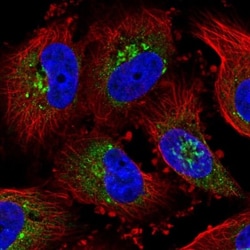 Golgi Glycoprotein 1/GLG1 Antibody, Novus Biologicals:Antibodies:Primary