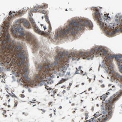 Golgi Glycoprotein 1/GLG1 Antibody, Novus Biologicals:Antibodies:Primary