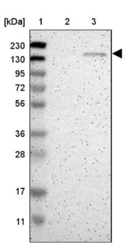 Golgi Glycoprotein 1/GLG1 Antibody, Novus Biologicals:Antibodies:Primary