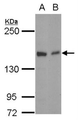 Golgi Glycoprotein 1/GLG1 Antibody, Novus Biologicals 0.1mL; Unlabeled:Antibodies,