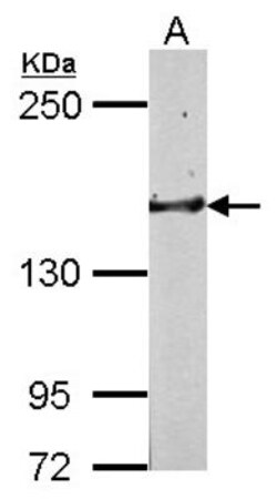 Golgi Glycoprotein 1/GLG1 Antibody, Novus Biologicals 0.1mL; Unlabeled:Antibodies,