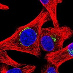 Golgin 97 Antibody, Novus Biologicals 25 &mu;L, Unlabeled:Antibodies, Polyclonal