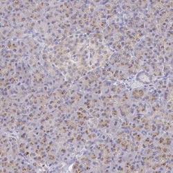 Golgin 97 Antibody, Novus Biologicals 25 &mu;L, Unlabeled:Antibodies, Polyclonal