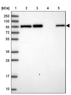 Golgin 97 Antibody, Novus Biologicals 25 &mu;L, Unlabeled:Antibodies, Polyclonal