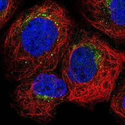 Granulin Antibody, Novus Biologicals 0.1mL; Unlabeled:Antibodies, Polyclonal