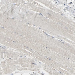 Granulin Antibody, Novus Biologicals 25 &mu;L | Buy Online | Novus Biologicals | Fisher Scientific