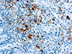 Granzyme B Antibody, Novus Biologicals 0.5mL; Unlabeled:Antibodies, Polyclonal