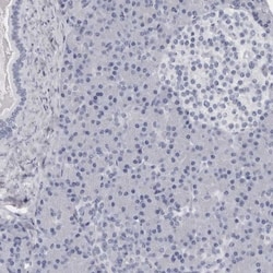 Granzyme H Antibody, Novus Biologicals:Antibodies:Primary Antibodies