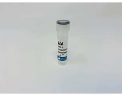 Novus Biologicals&trade;&nbsp;Griffonia Simplicifolia Lectin I (GSL I) Isolectin B4 Protein