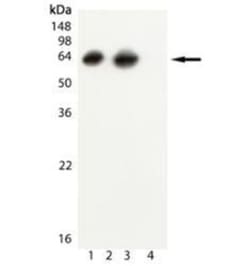 GroEL Antibody (9A1/2), Novus Biologicals 0.2 mg; Unconjugated:Antibodies,