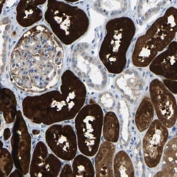 Guanine deaminase Antibody, Novus Biologicals:Antibodies:Primary Antibodies