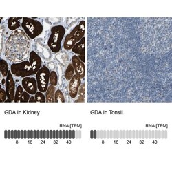 Guanine deaminase Antibody, Novus Biologicals:Antibodies:Primary Antibodies