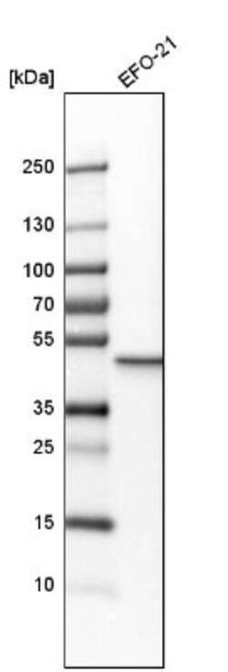 Guanine deaminase Antibody, Novus Biologicals:Antibodies:Primary Antibodies