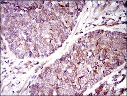 Guanylyl Cyclase alpha 1 Antibody (3G6B2) - BSA Free, Novus Biologicals:Antibodies:Primary