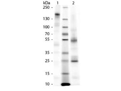 anti-Guinea Pig IgG, Isotype Control, Novus Biologicals™