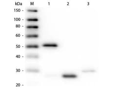 Guinea Pig anti-Rabbit IgG (H+L) Secondary Antibody, Biotin (Pre-adsorbed),