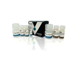 Novus Biologicals&trade;&nbsp;H.O.H.(TM) (Human on Human) Immunodetection Kit