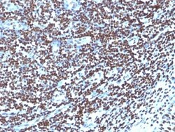 H1F0 Antibody (1415-1), Novus Biologicals 0.2mg; Unlabeled:Antibodies,