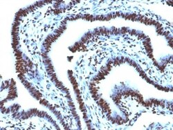 H1F0 Antibody (AE-4), Novus Biologicals 0.2mg; Unlabeled:Antibodies, Monoclonal