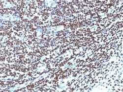 Histone H1 Antibody (HH1/957), Novus Biologicals 0.2mg; Unlabeled:Antibodies,