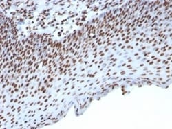 Histone H1 Antibody (HH1/957), Novus Biologicals 0.2mg; Unlabeled:Antibodies,