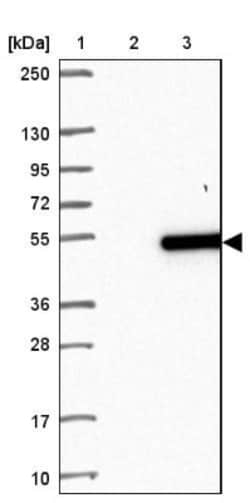 H1FOO Antibody, Novus Biologicals 0.1mL; Unlabeled:Antibodies, Polyclonal