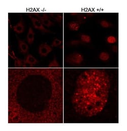 Histone H2AX Antibody, Novus Biologicals 100 &mu;L | Buy Online | Novus Biologicals | Fisher Scientific