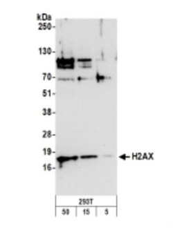 Histone H2AX Antibody, Novus Biologicals 0.1mg; Unlabeled:Antibodies, Polyclonal