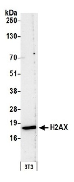 Histone H2AX Antibody, Novus Biologicals 0.1mg; Unlabeled:Antibodies, Polyclonal
