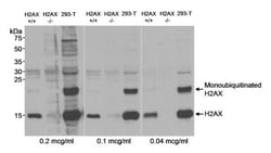 Histone H2AX Antibody, Novus Biologicals 100 &mu;L | Buy Online | Novus Biologicals | Fisher Scientific