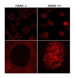 Histone H2AX Antibody, Novus Biologicals 100 &mu;L | Buy Online | Novus Biologicals | Fisher Scientific