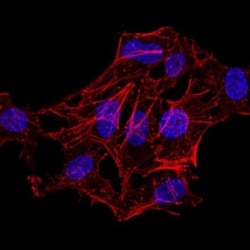 H4/n Antibody (3E7D9) - BSA Free, Novus Biologicals 0.1mg; Unlabeled:Antibodies,