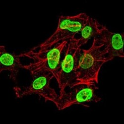 H4/n Antibody (3E7D9) - BSA Free, Novus Biologicals 0.1mg; Unlabeled:Antibodies,