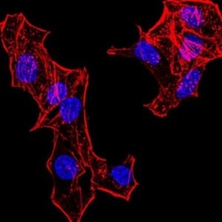 H4/n Antibody (3E7H2) - BSA Free, Novus Biologicals 0.1mg; Unlabeled:Antibodies,