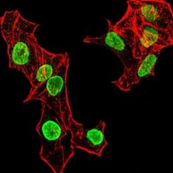 H4/n Antibody (3E7H2) - BSA Free, Novus Biologicals 0.1mg; Unlabeled:Antibodies,