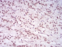 H4/n Antibody (3E7H2) - BSA Free, Novus Biologicals 0.1mg; Unlabeled:Antibodies,
