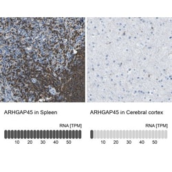 HA-1 Antibody, Novus Biologicals 25 &mu;L; Unlabeled:Antibodies, Polyclonal
