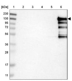 HA-1 Antibody, Novus Biologicals 25 &mu;L; Unlabeled:Antibodies, Polyclonal