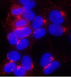 HA Tag Antibody, Novus Biologicals 0.10 Milliliter | Buy Online | Novus Biologicals | Fisher Scientific