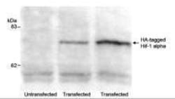 HA Tag Antibody, Novus Biologicals 0.10 Milliliter | Buy Online | Novus Biologicals | Fisher Scientific