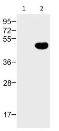 HA Tag Antibody, Novus Biologicals 0.10 Milliliter | Buy Online | Novus Biologicals | Fisher Scientific