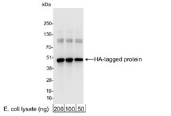 HA Tag Antibody, Novus Biologicals 0.10 Milliliter | Buy Online | Novus Biologicals | Fisher Scientific