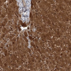 HAAO Antibody, Novus Biologicals 25 &mu;L; Unlabeled:Antibodies, Polyclonal