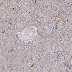 HAAO Antibody, Novus Biologicals 25 &mu;L; Unlabeled:Antibodies, Polyclonal