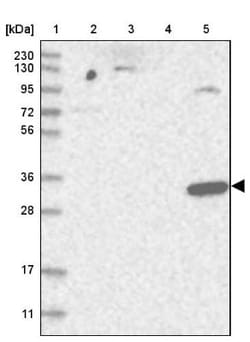 HAAO Antibody, Novus Biologicals 25 &mu;L; Unlabeled:Antibodies, Polyclonal