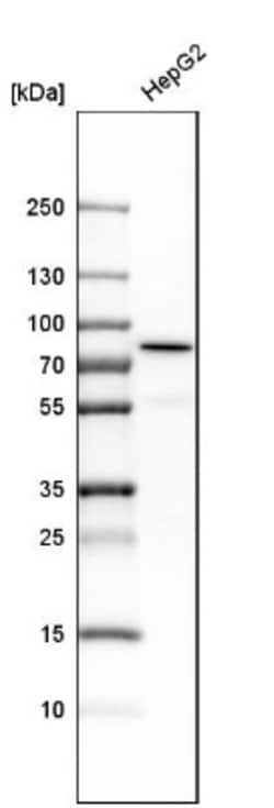 HADHA Antibody, Novus Biologicals 0.1mL; Unlabeled:Antibodies, Polyclonal